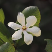Gardenia fosbergii Tirveng.